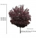 Czeremcha wirginijska 'Shubert' DUŻE SADZONKI 250-300 cm, obwód 8-10 cm (Prunus virginiana)